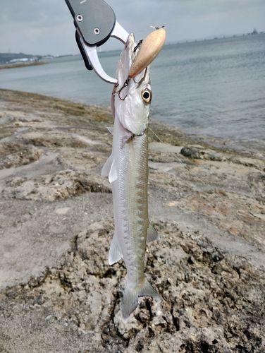 オニカマスの釣果