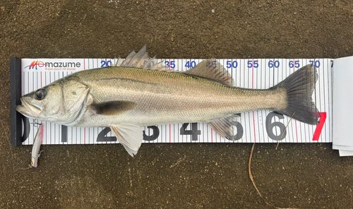 シーバスの釣果