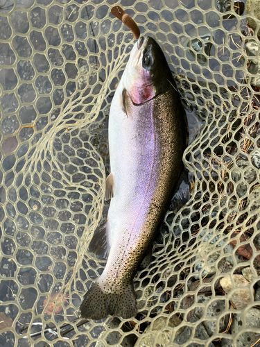 ニジマスの釣果