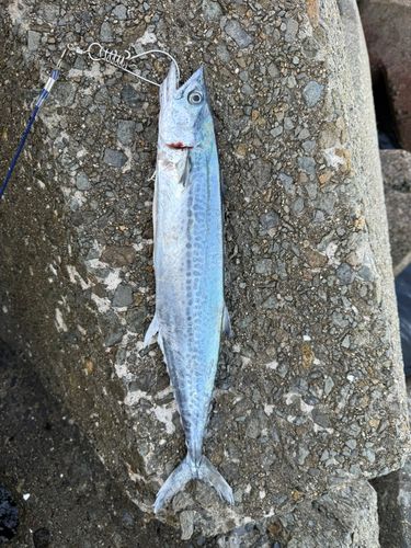 サワラの釣果