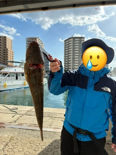マゴチの釣果
