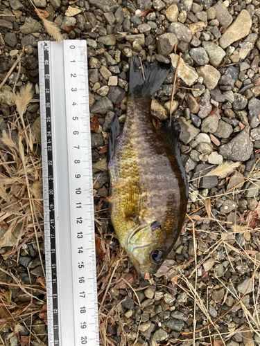 ブルーギルの釣果