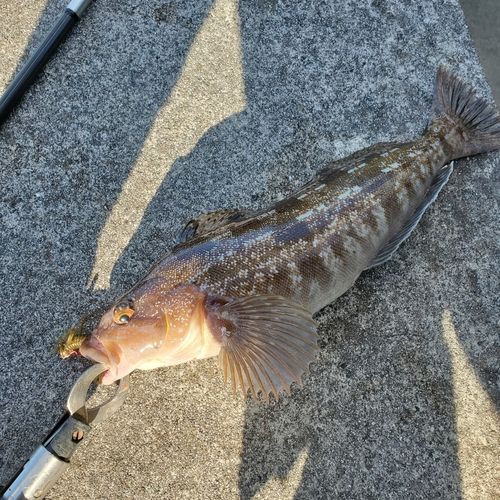 アイナメの釣果