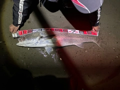 オオニベの釣果