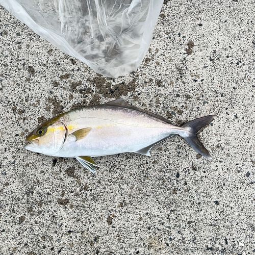 カンパチの釣果