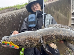 ライギョの釣果