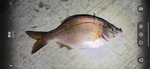 金沢水際線緑地（福浦岸壁）