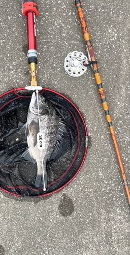 クロダイの釣果