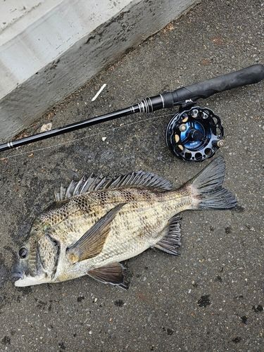 東京湾（アクアライン以北）