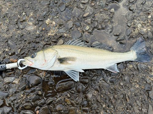 フッコ（マルスズキ）の釣果