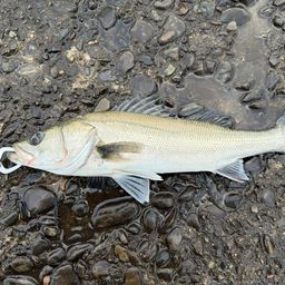 フッコ（マルスズキ）