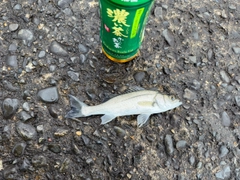 セイゴ（マルスズキ）の釣果