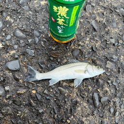 セイゴ（マルスズキ）