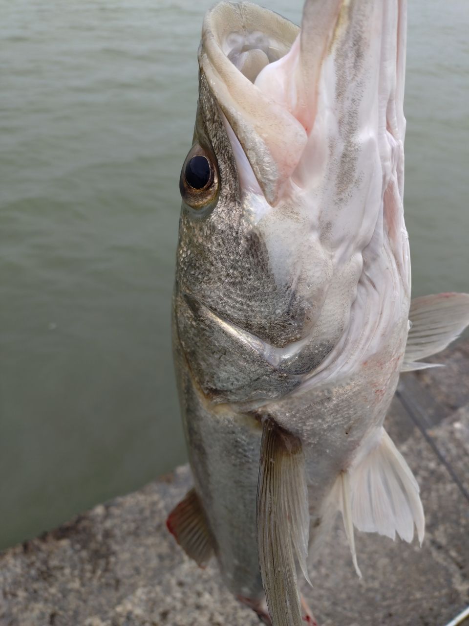 TENRYU スワット SW932S-LMLの最安値・インプレ・釣果 | 本音の口コミ