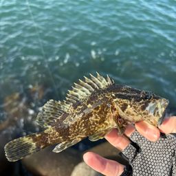 タケノコメバル