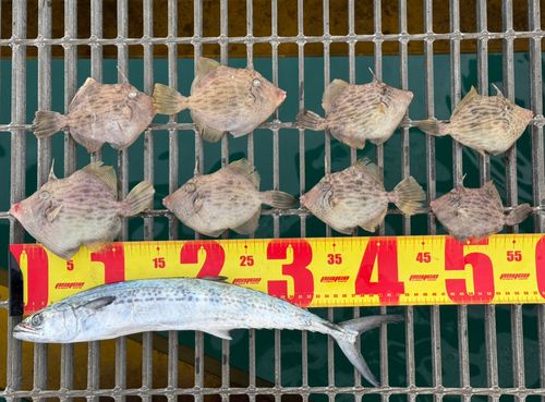 宮津市海洋釣り場