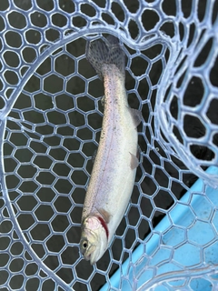 トラウトの釣果