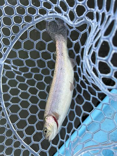 トラウトの釣果