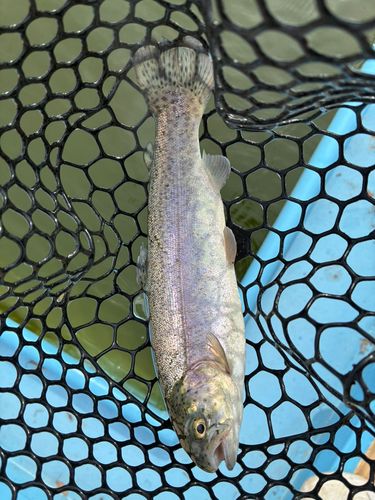 トラウトの釣果