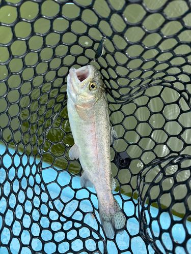 トラウトの釣果