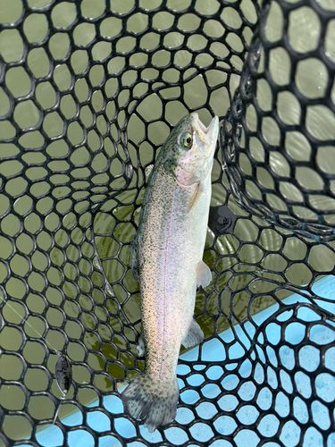 トラウトの釣果