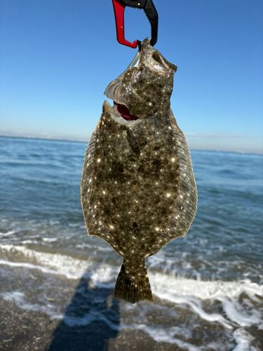 ヒラメの釣果