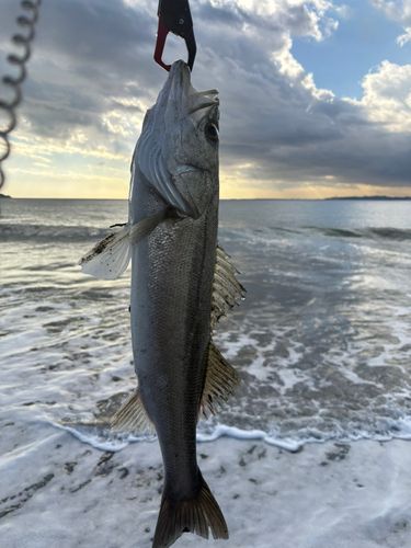 新舞子海岸（富津）
