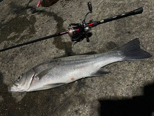 ヒラスズキの釣果