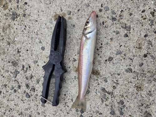 シロギスの釣果