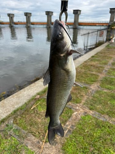 ナマズの釣果