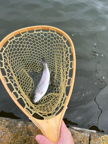ニジマスの釣果