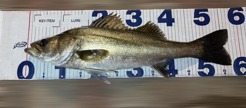 シーバスの釣果