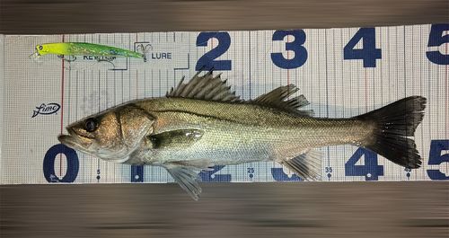 シーバスの釣果