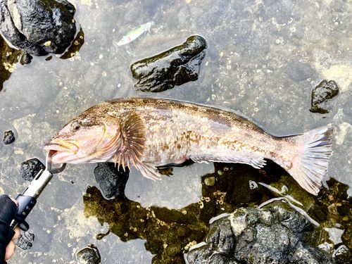 泊（後志）漁港