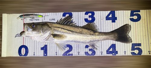 シーバスの釣果