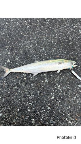 サゴシの釣果