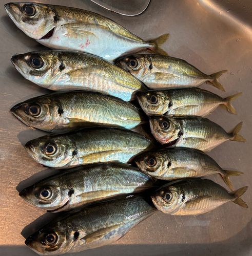 アジの釣果