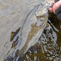 スモールマウスバス