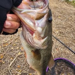 ラージマウスバス