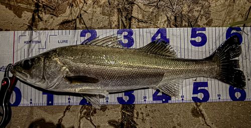 シーバスの釣果