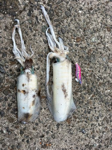 アオリイカの釣果