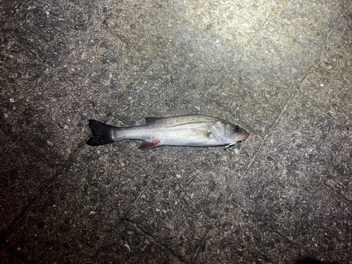 木津川（大阪）