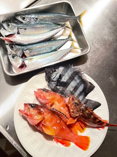 イシダイの釣果