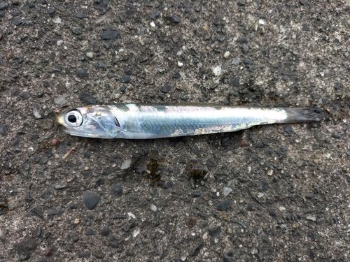 カタクチイワシの釣果