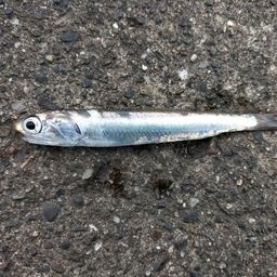 カタクチイワシ