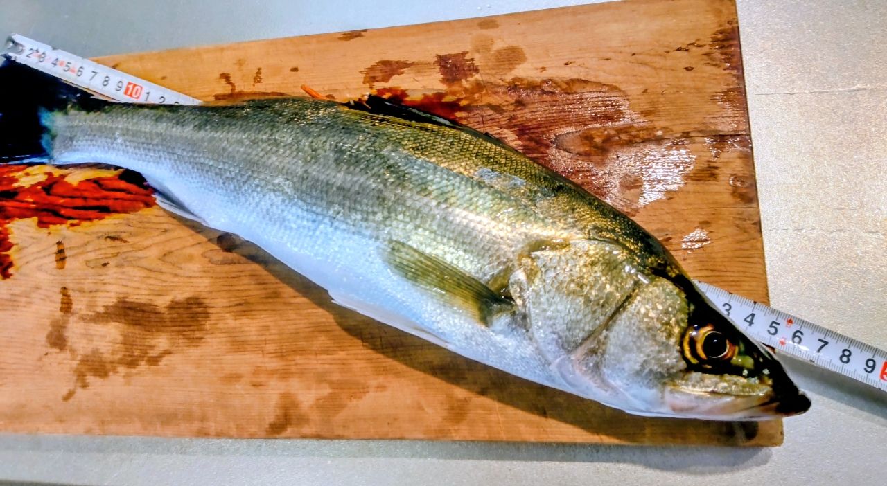 フッコ（マルスズキ）