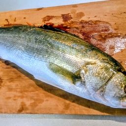 フッコ（マルスズキ）