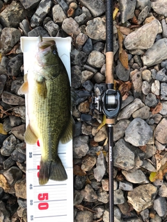 ブラックバスの釣果