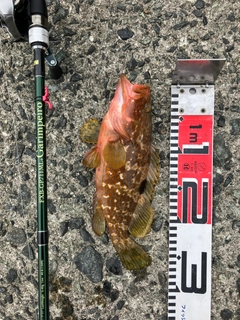 キジハタの釣果