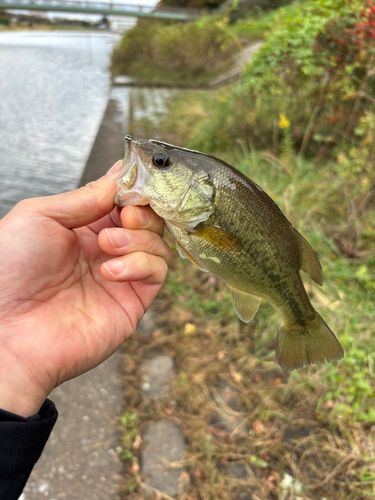 新川（印旛沼）